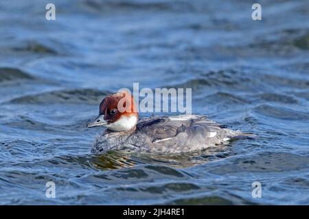 smew (Mergellus albellus, Mergus albellus), femelle nageant, vue latérale, Allemagne Banque D'Images