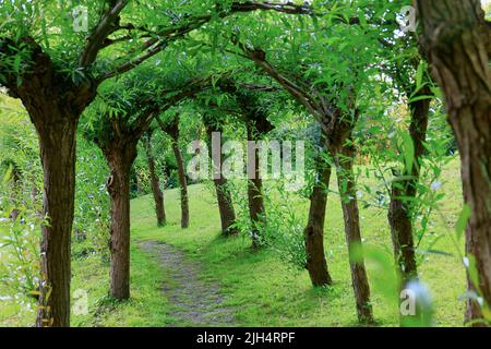 Saule blanc (Salix alba), pergola de saules blancs, Allemagne, Rhénanie-du-Nord-Westphalie Banque D'Images