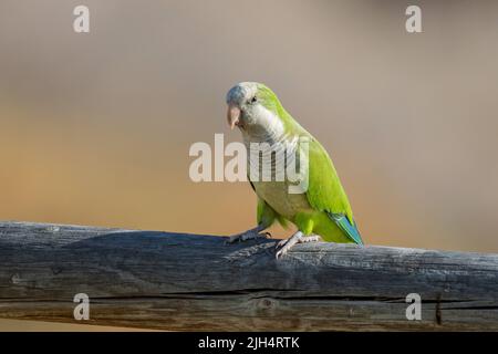 monk parakeet (Myiopsitta monachus), perçant sur une clôture en bois, Brésil, Pantanal Banque D'Images