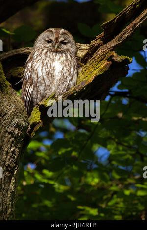 Hibou eurasien (Strix aluco), perché sur un arbre creux, Allemagne Banque D'Images