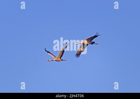 Grue commune, grue eurasienne (Grus grus), deux grues volant ensemble dans le ciel bleu, Allemagne, Mecklembourg-Poméranie occidentale Banque D'Images