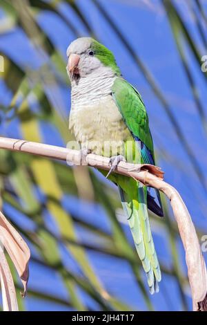 monk parakeet (Myiopsitta monachus), perchée sur une tige sèche, Brésil, Pantanal Banque D'Images