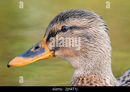 mallard (Anas platyrhynchos), portrait, Allemagne, Schleswig-Holstein, Heligoland Banque D'Images