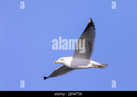 Goéland à pattes jaunes (Larus michahellis, Larus cachinnans michahellis), dans le plumage reproductrice, Portugal Banque D'Images