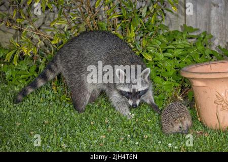 Raton laveur commun (lotor de Procyon), et hérisson ensemble dans un pré dans un jardin, Allemagne, Bade-Wuerttemberg Banque D'Images