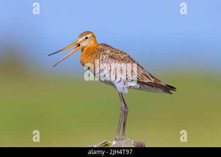 Godwit à queue noire (Limosa limosa), perché sur un poste en bois appelant, pays-Bas, Texel Banque D'Images