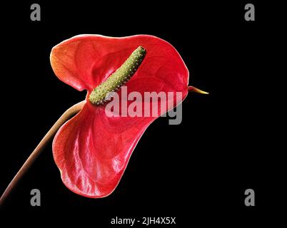 Fleur d'Anthurium rouge isolée sur fond noir. Fleur d'Anthurium également connue sous le nom de fleur de tavelon, flamants roses et lacéleaf Banque D'Images