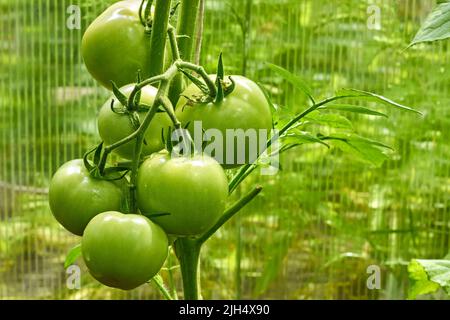 Bouquet de tomates mûres vertes sur une branche dans une serre sur fond vert. L'heure de la moisson arrive bientôt Banque D'Images