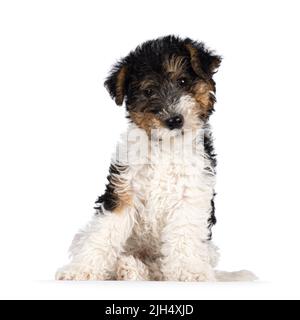 Mignon chien de renard terrier pup, assis frais avec la tête inclinée. En regardant directement vers l'appareil photo. Isolé sur un fond blanc. Banque D'Images