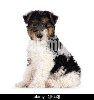 Mignon chien de Fox Terrier pup, assis avec le côté tourner à l'appareil photo. En regardant directement vers l'appareil photo. Isolé sur un fond blanc. Banque D'Images