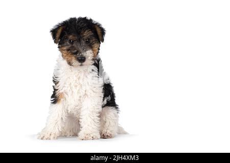 Mignon chien Terrier renard pup, assis un peu sur le côté. En regardant directement vers l'appareil photo. Isolé sur un fond blanc. Banque D'Images