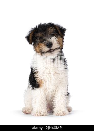 Mignon chien Fox Terrier pup, assis et presque souriant. En regardant directement vers l'appareil photo. Isolé sur un fond blanc. Banque D'Images