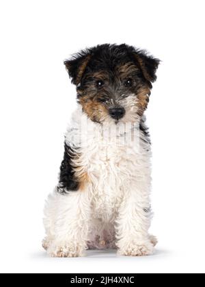 Mignon chien Fox Terrier pup, assis regardant directement vers l'appareil photo. Isolé sur un fond blanc. Banque D'Images