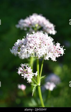 Plante médicinale valériane commune fleurs roses valeriana sambucifolia Banque D'Images