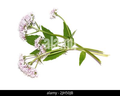 Plante médicinale valériane commune fleurs roses valeriana sambucifolia isolées sur fond blanc Banque D'Images