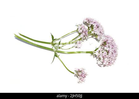 Plante médicinale valériane commune fleurs roses valeriana sambucifolia isolées sur fond blanc Banque D'Images