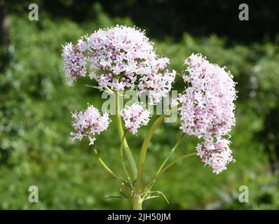 Plante médicinale valériane commune fleurs roses valeriana sambucifolia Banque D'Images