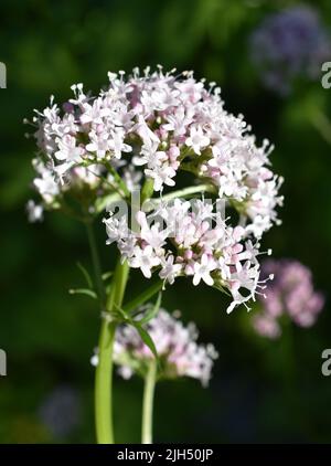 Plante médicinale valériane commune fleurs roses valeriana sambucifolia Banque D'Images