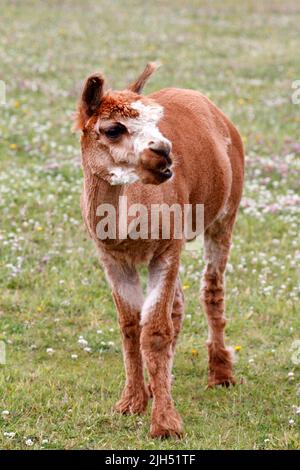 Alpaga, Alpacas, récemment entretenu, Shawn, a germé. Un mammifère camélidé sud-américain. Banque D'Images