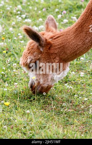 Alpaga, Alpacas, récemment entretenu, Shawn, a germé. Un mammifère camélidé sud-américain. Banque D'Images