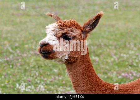 Alpaga, Alpacas, récemment entretenu, Shawn, a germé. Un mammifère camélidé sud-américain. Banque D'Images