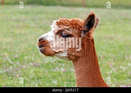 Alpaga, Alpacas, récemment entretenu, Shawn, a germé. Un mammifère camélidé sud-américain. Banque D'Images