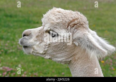 Alpaga, Alpacas, récemment entretenu, Shawn, a germé. Un mammifère camélidé sud-américain. Banque D'Images