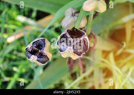 Graines noires dans les gousses et les feuilles d'une plante d'iris dans le jardin, gros plan. Maturation saisonnière des fleurs de récolte. Jardinage, culture et horticulture Banque D'Images