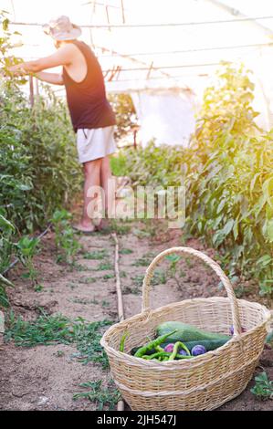 Légumière organisant des produits fraîchement cueillis dans un panier sur une ferme biologique. Un jeune agriculteur autonome qui rassemble une variété de légumes frais Banque D'Images