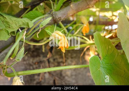 Citrouille jeunes fleurs de plantes grimpantes sur le fond de feuilles vertes dans une atmosphère légère. Fleurs de courgettes pour cuisiner de délicieux plats Banque D'Images