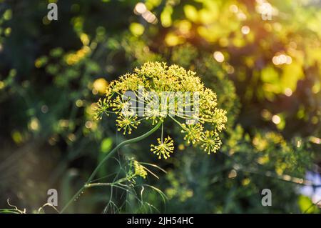 Aneth (Anethum graveolens), plante aromatique ombellifère avec des grappes de fleurs jaunes en forme de parapluie Banque D'Images