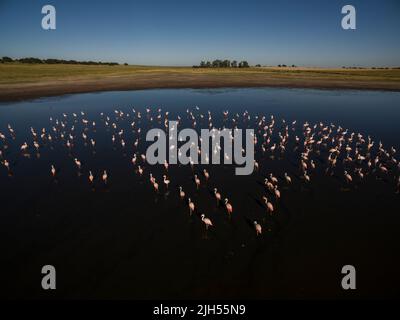 Les flamants se rassemblent dans un environnement de lagune, province de la Pampa, Argentine. Banque D'Images