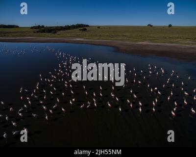 Les flamants se rassemblent dans un environnement de lagune, province de la Pampa, Argentine. Banque D'Images