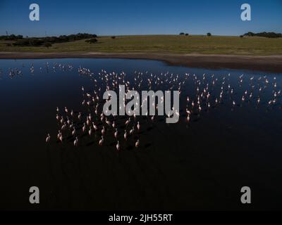 Les flamants se rassemblent dans un environnement de lagune, province de la Pampa, Argentine. Banque D'Images