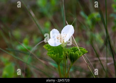 Gros plan de la fleur blanche de l'airelle (Rubus chamaemorus) sur un marais en Finlande Banque D'Images