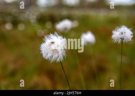 Eriophorum (coton ou corniche) gros plan sur le marais en Finlande. Banque D'Images