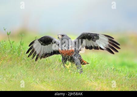 Un bourdonnement de chacal (Buteo rufofuscus) avec des ailes ouvertes assis sur l'herbe verte, Afrique du Sud Banque D'Images