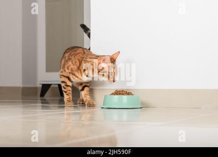 Le chat Bengale peeks autour du coin, regarde un bol de nourriture, contre le fond de la pièce. Copier l'espace. Banque D'Images