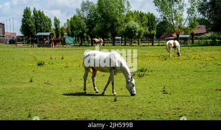 Gros plan portrait d'un cheval blanc Banque D'Images