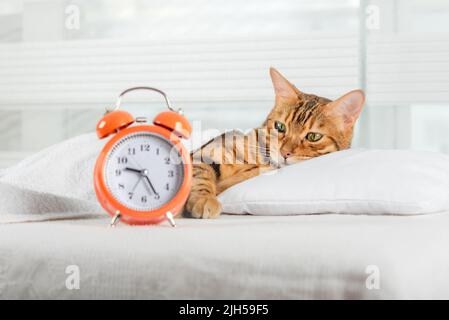 Le chat dort sur le lit et se réveille avec un réveil. Concept de sommeil sain. Banque D'Images