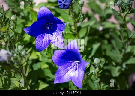 Gros plan sur Platycon bleu grandiflorus ou fleurs chinoises le jour ensoleillé du printemps Banque D'Images