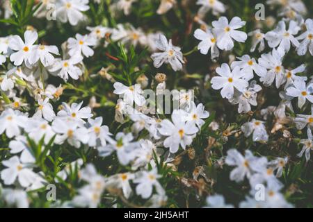 Phlox progressif blanc. Bannière Web de gros plan phlox en fleurs. Rockery avec de petites fleurs de phlox blanc, fond de nature. Banque D'Images