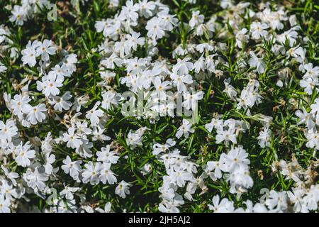 Phlox progressif blanc. Bannière Web de gros plan phlox en fleurs. Rockery avec de petites fleurs de phlox blanc, fond de nature. Banque D'Images