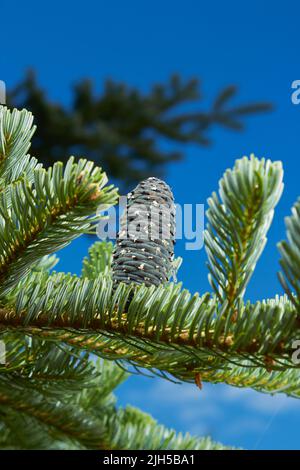 L'épinette ou l'arbre de Noël canadien est une plante d'arbre à feuilles persistantes appartenant à la famille des pins. Les jeunes pousses légères poussent sur de vieilles branches vert foncé. Sapin Banque D'Images