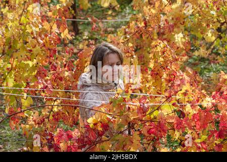 Femme entre une rangée de vignes en automne, province d'Imperia, Italie Banque D'Images