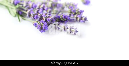 Fleurs de lavande sur un gros plan blanc Banque D'Images