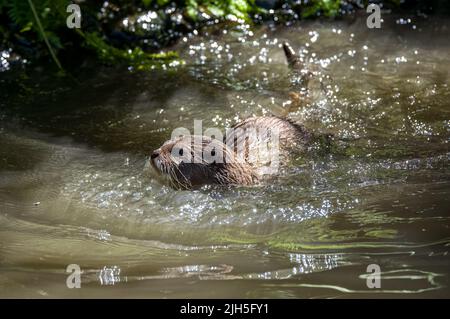 Deux loutres asiatiques à petit clawed, Lutra lutra nageant et jouant à la lutte sur une rive de rivière avec de l'eau claire dans les îles britanniques. Banque D'Images