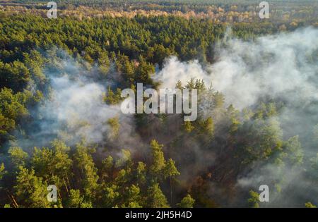 Feu puissant dans une forêt vide. Le feu se propage sur un front uni, forte fumée de l'endroit en feu. Vue du dessus, verticalement de haut en bas. n Banque D'Images