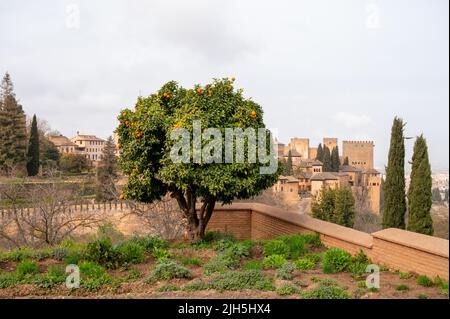 Vue sur l'orangier vert avec des agrumes mûrs et la forteresse médiévale Alhambra à Grenade, Andalousie, Espagne au printemps Banque D'Images