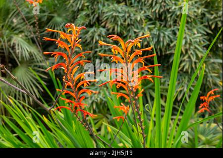 Fleurs orange de Chasmanthe aethiopica fleurs tropicales croissant dans le jardin botanique, gros plan Banque D'Images